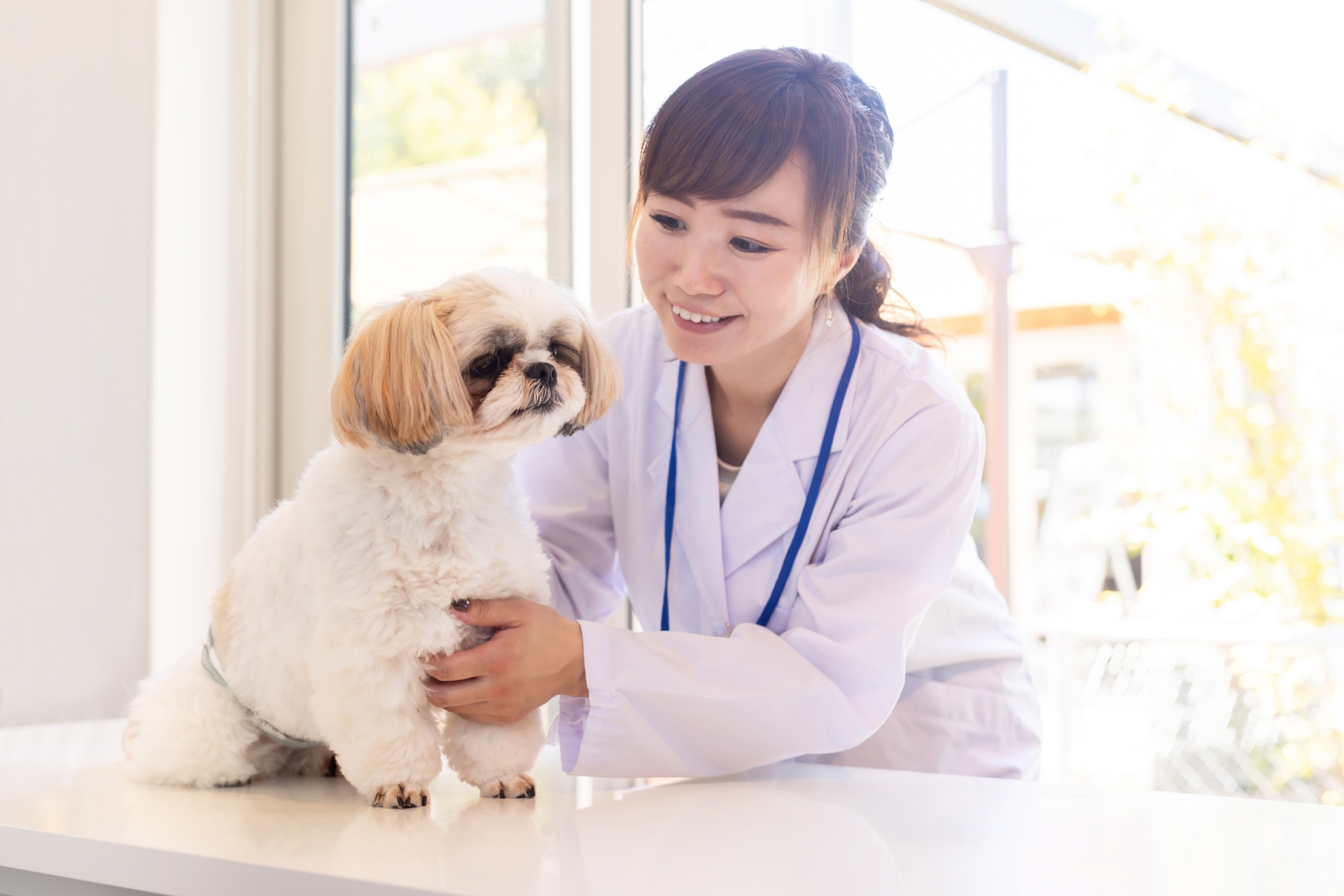 獣医師がトイプードルを抱いている写真
